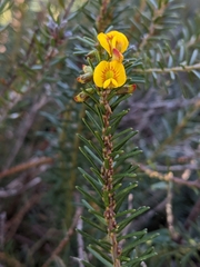 Phyllota diffusa