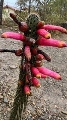 Cleistocactus candelilla