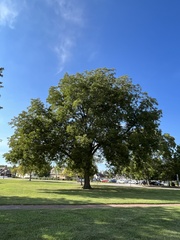Magnolia