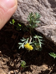 Oreoxis alpina