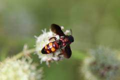 Scolia nobilitata