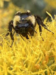 Bombus bifarius
