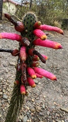 Cleistocactus candelilla