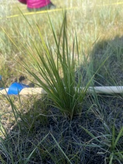 Elymus smithii