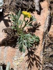 Oreoxis alpina