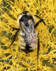 Bombus bifarius