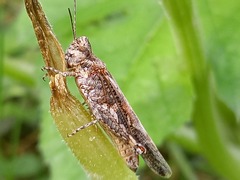 Acrotylus