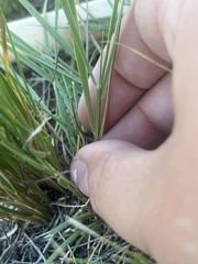 Elymus smithii