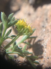 Oreoxis alpina