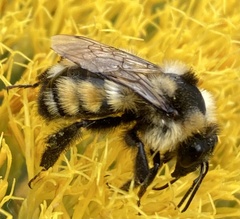 Bombus bifarius