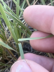 Elymus smithii