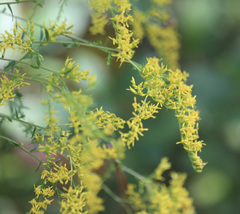 Solidago odora