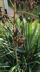 Asphodelus ramosus