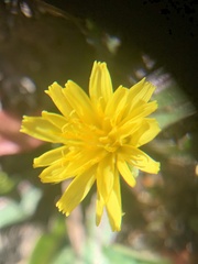 Taraxacum scopulorum
