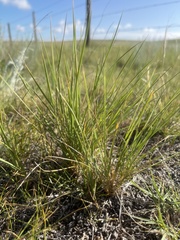 Elymus smithii