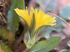 Taraxacum scopulorum