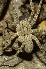 Arctosa maculata