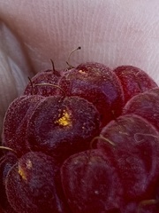 Aculeastrum americanum