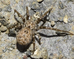 Hersiliola simoni