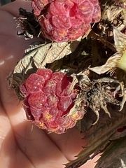 Aculeastrum americanum