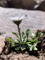 Erigeron melanocephalus
