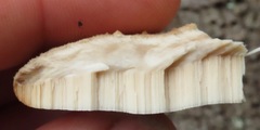 Rigidoporus
