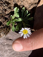 Erigeron melanocephalus