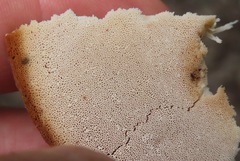 Rigidoporus
