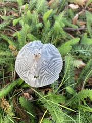 Coprinopsis