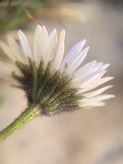 Erigeron melanocephalus