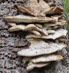 Rigidoporus