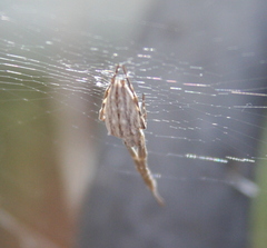 Uloborus walckenaerius