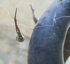 Uloborus walckenaerius