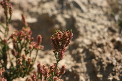Passerina
