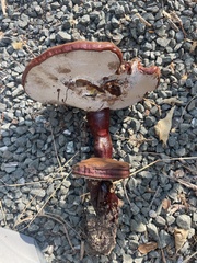 Ganoderma lucidum