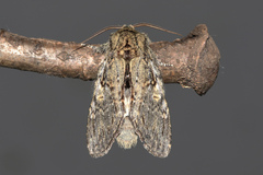 Peridea anceps