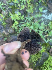 Psilocybe caerulescens