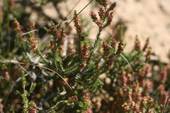 Passerina