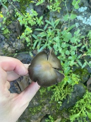 Psilocybe caerulescens