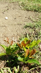 Cupaniopsis anacardioides
