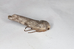 Lithomoia