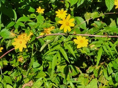 Bidens aristosa