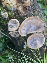 Auricularia polytricha