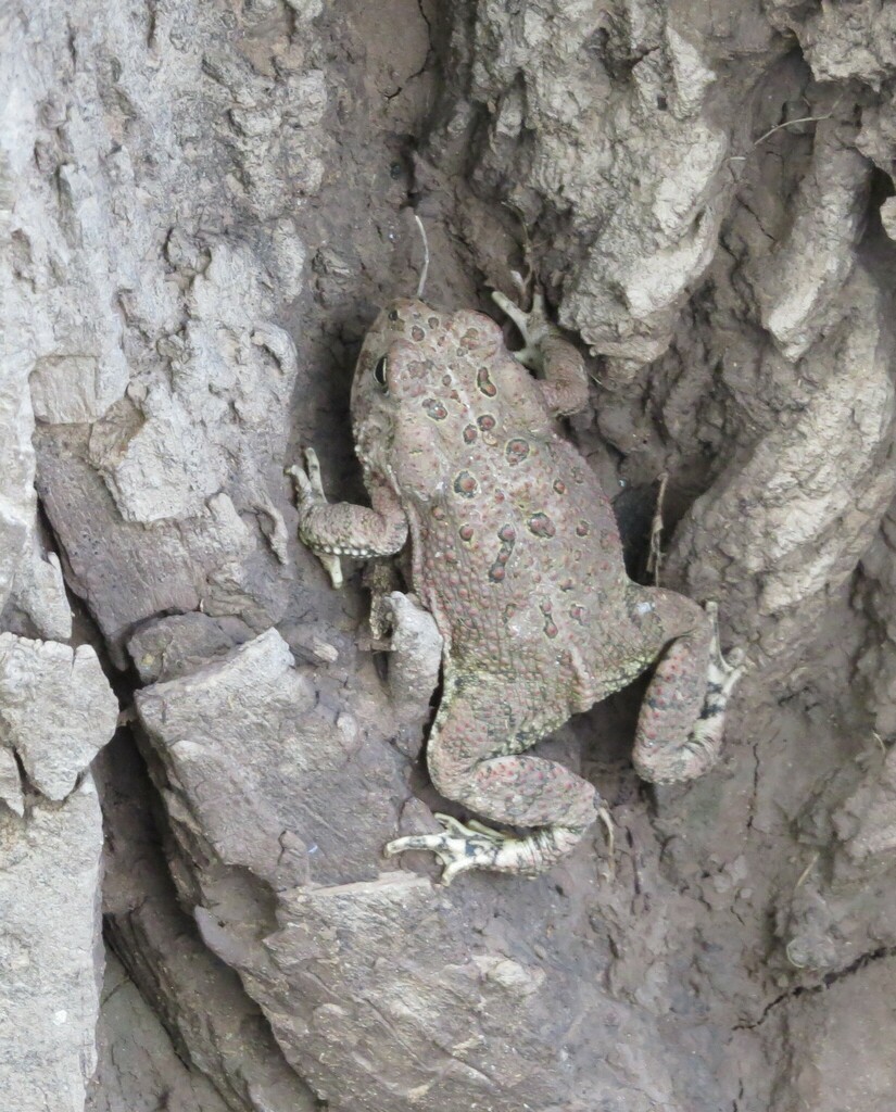 Woodhouse's Toad from Sierra Vista Southeast, AZ, USA on September 14