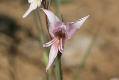 Gladiolus involutus