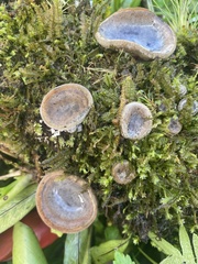 Auricularia polytricha