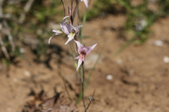 Gladiolus involutus