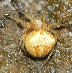 Neoscona subfusca