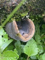 Auricularia polytricha