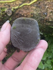 Auricularia polytricha